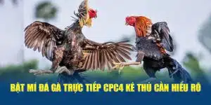 Đá gà trực tiếp CPC4