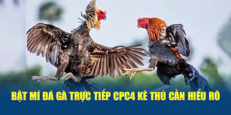 Đá gà trực tiếp CPC4