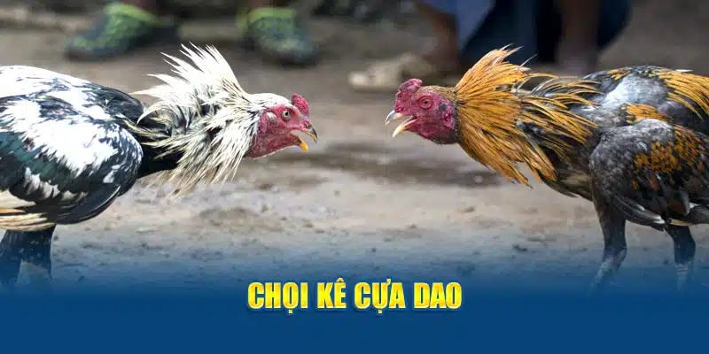 Chọi kê cựa dao