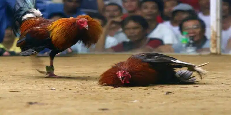 Các loại hình đá gà cựa dao đang làm mưa làm gió