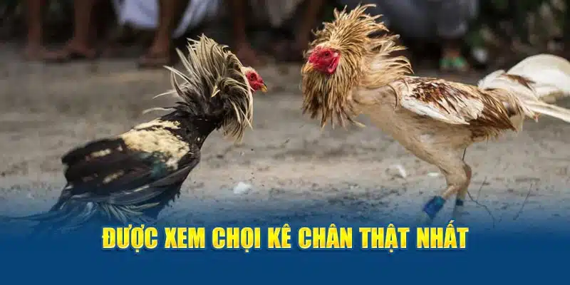 Được xem chọi kê chân thật nhất