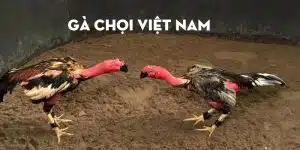 Gà chọi Việt Nam