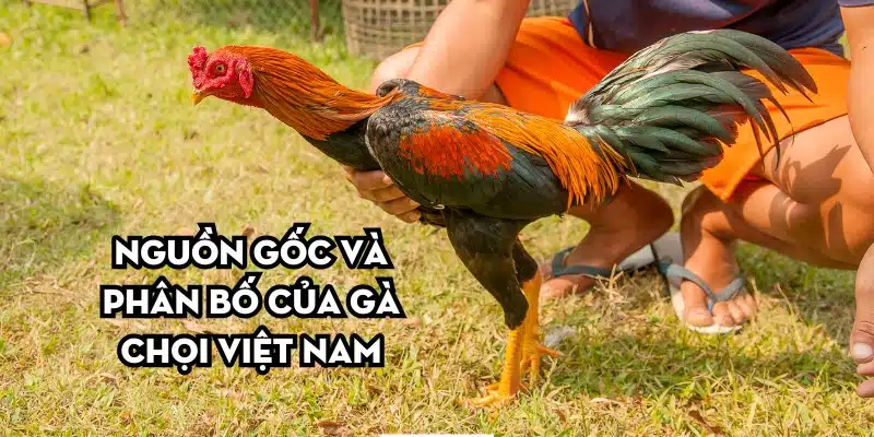 Nguồn gốc và phân bố của gà chọi Việt Nam