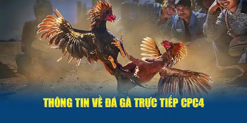 Đôi điều về đá gà trực tiếp CPC4